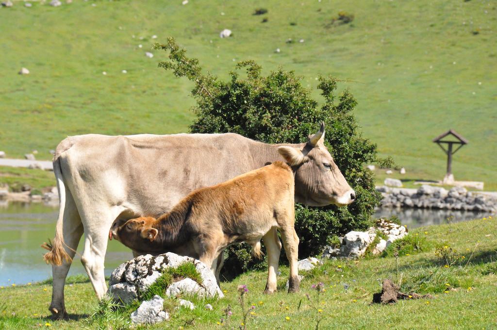 Casa Rural La Riba Sames Exteriér fotografie