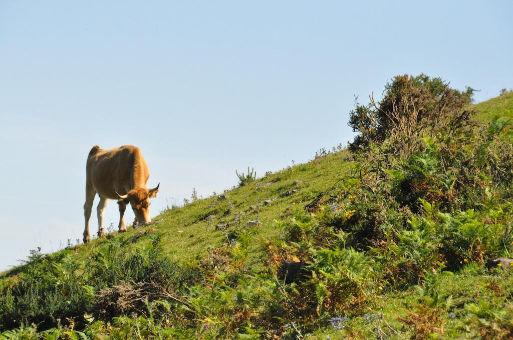 Casa Rural La Riba Sames Exteriér fotografie